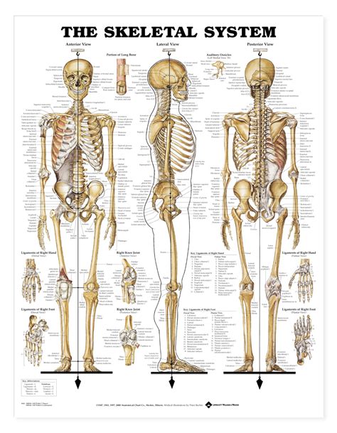 skeletal system parts - ModernHeal.com