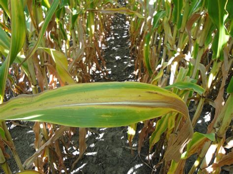 Late-season nitrogen deficiency in corn: What you need to know