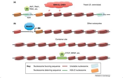 Nucleosome positioning: bringing order to the eukaryotic genome: Trends in Cell Biology