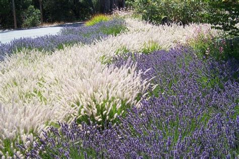 12 of the Best Drought-Resistant Grasses for a Greener Lawn