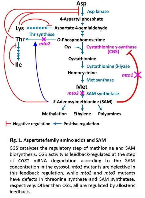 Laboratory of Molecular Biologly, HOKKAIDO UNIVERSITY -Feedback regulation of methionine ...