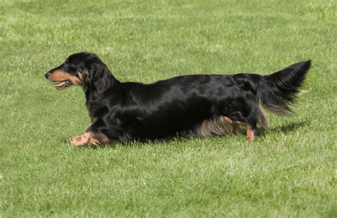 Long Haired Dachshund - Owner Guide & Facts - Animal Corner