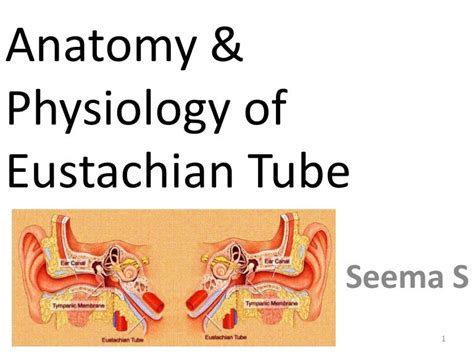 Anatomy and physiology of eustachian tube