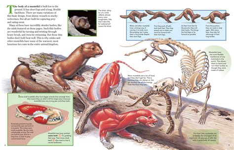 The Body of a Mustelid is Built Low to the Ground - NWF | Ranger Rick