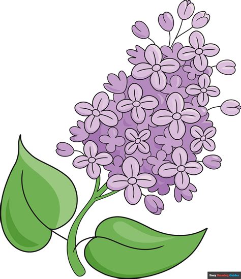 How to Draw a Lilac Flower - Really Easy Drawing Tutorial