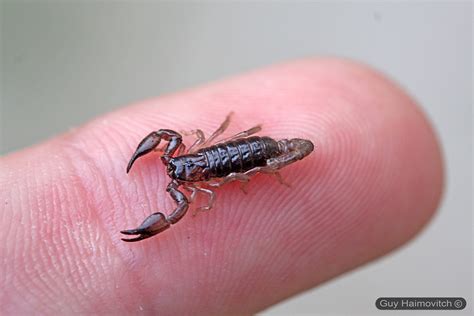 Baby Scorpion (Nebo hierichonticus) on my finger - נבו ירי… | Flickr