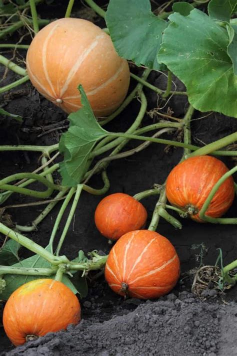 Pumpkin Seed Germination: How To Sprout Pumpkin Seeds and Other Tips – RusticWise