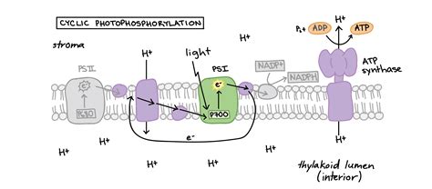 Light Reactions Diagram