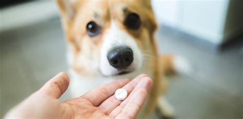 Trazodone uses in dogs – Everything you need to know - The Vets