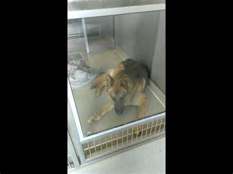 Palmdale shelter dogs - YouTube