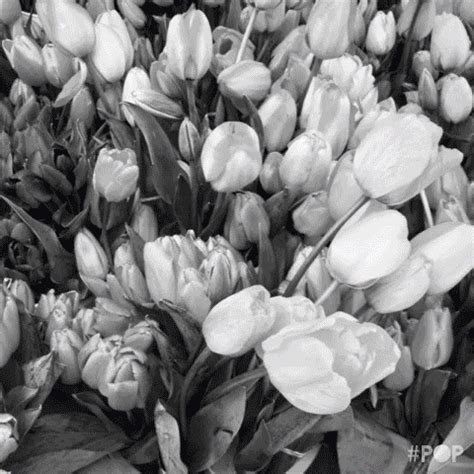 Black And White Flowers GIF by GoPop - Find & Share on GIPHY