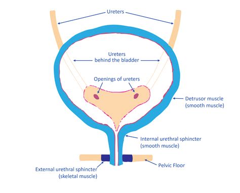 Urinary Bladder Function - Wellspect