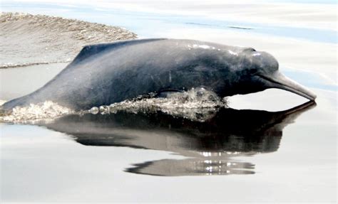 Ganges River Dolphin – "OCEAN TREASURES" Memorial Library