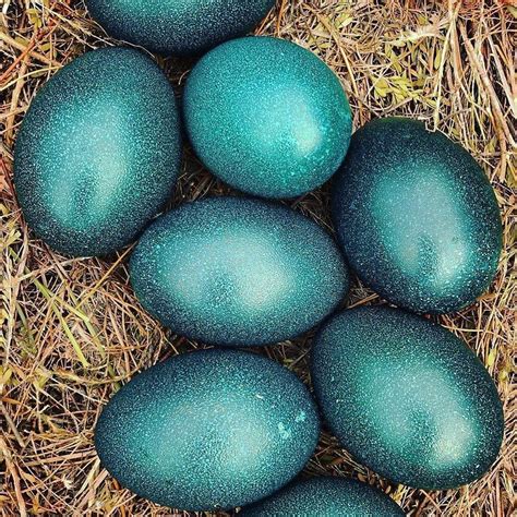 🔥 Emu Eggs 🔥 : r/NatureIsFuckingLit