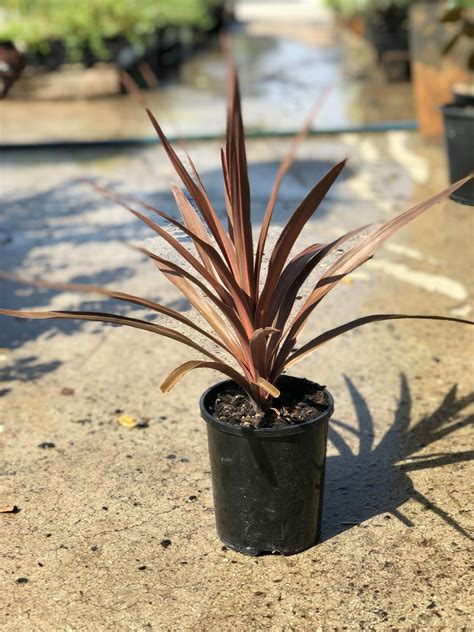 Cordyline 'Red Star' 6" Pot - Hello Hello Plants