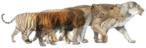 The saber-toothed tiger (Smilodon) | DinoAnimals.com