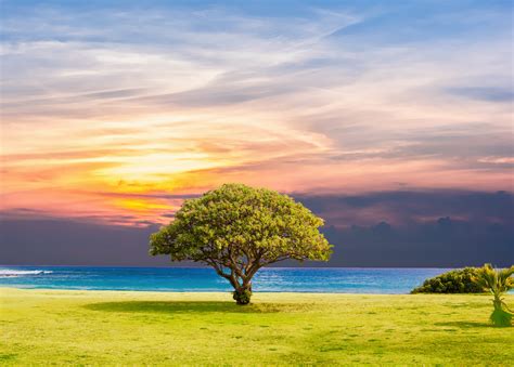 Ocean Summer Tree Landscape 5k Wallpaper,HD Nature Wallpapers,4k Wallpapers,Images,Backgrounds ...