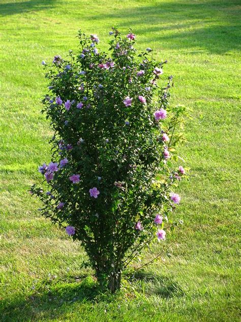 30 best images about Rose of sharon in garden on Pinterest | Garden plants, Plants and Trees