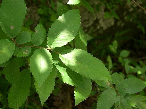 Winged Elm — Houston Area Urban Forestry Council