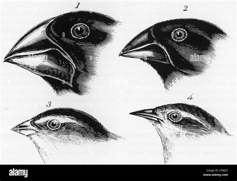 Charles Darwin Finches High Resolution Stock Photography and Images - Alamy