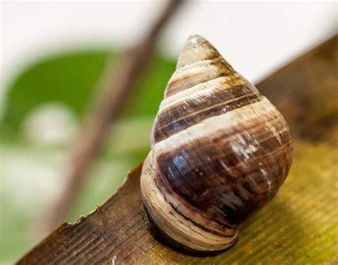 Hawaii’s Snail Extinction Crisis Appears to Be Speeding Up