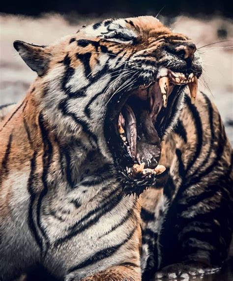 🔥 At 1050 pounds per square inch, the bite force of a tiger is almost ...