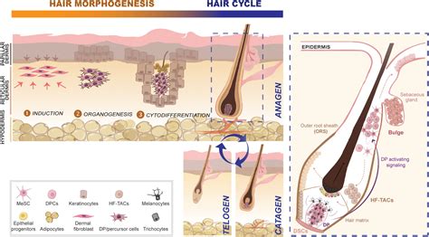 Tissue engineering strategies for human hair follicle regeneration: How ...