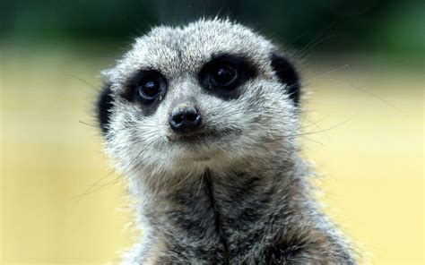 Meerkat Wallpapers - Wallpaper Cave