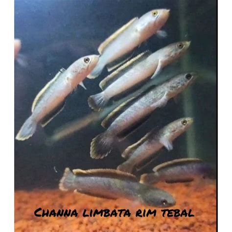 Jual channa limbata rim tebal | Shopee Indonesia