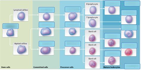 Art-Labeling Activity: Stages of leukopoiesis Diagram | Quizlet