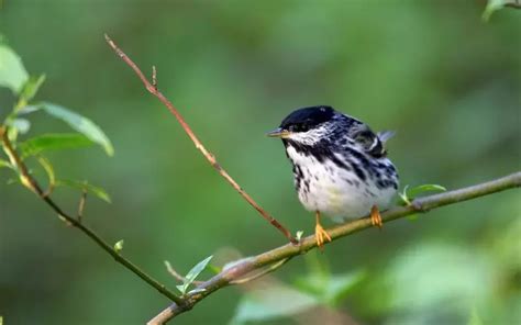 Blackpoll Warbler: History, Facts, Size, Habitat, Classification & Much More - Animals Name