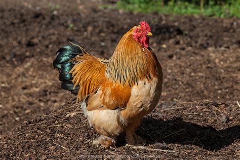 Buff Brahma bantam rooster | GreenFuse Photos: Garden, farm & food photography