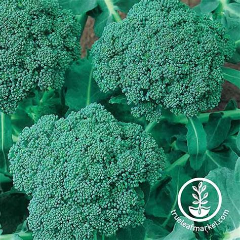 The 10 Best Broccoli Varieties to Grow at Home | Gardeners Path