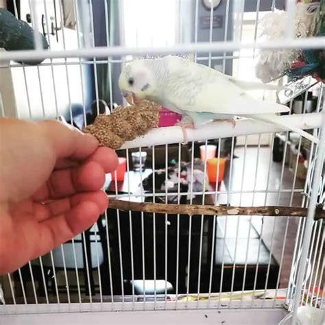 Budgie Treats | Best 14 Treats For Budgies | English Budgie