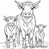 Highland Cow Coloring Pages  Free & Printable sketch template