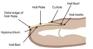 Nail Plate - Appearance, Function and Pictures