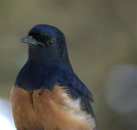 Shama Thrush (White-Rumped) – AZ Birds