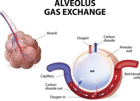 Alveolus Gas Exchange Process | Respiratory system, Respiratory, Nursing notes