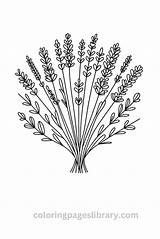Free Printable Lavender Coloring Pages For Kids sketch template