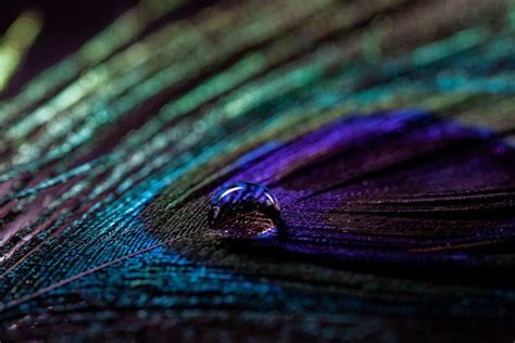 Creative Feather Macro Photography with Water Drops