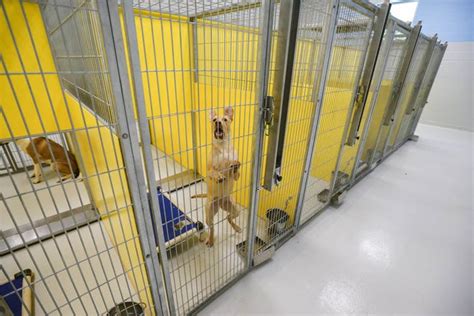 Oklahoma City animal shelters overcrowded during busy season