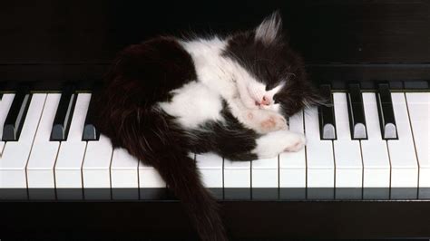 Funny White Black Cat Sleeping On Keyboard HD Funny Wallpapers | HD ...