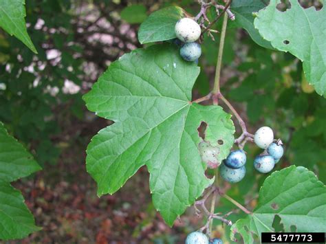 porcelain-berry, Ampelopsis glandulosa var. brevipedunculata (Rhamnales ...