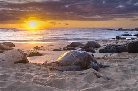 Turtle Beach Sunset Oahu Hawaii By Jianghui Zhang | ubicaciondepersonas ...