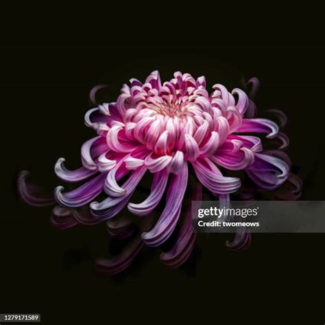 Kiku: The Art Of The Japanese Chrysanthemum Photos and Premium High Res Pictures - Getty Images