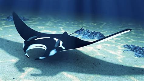 Manta Ray Wallpapers - Top Free Manta Ray Backgrounds - WallpaperAccess