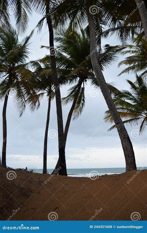 Beach Outside of Margaritaville Resort Puerto Rico Stock Photo - Image of resort, cape: 244351608