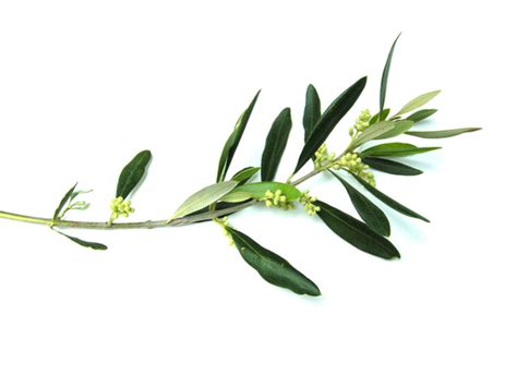 Free Olive Branch Clipart, Download Free Olive Branch Clipart png ...