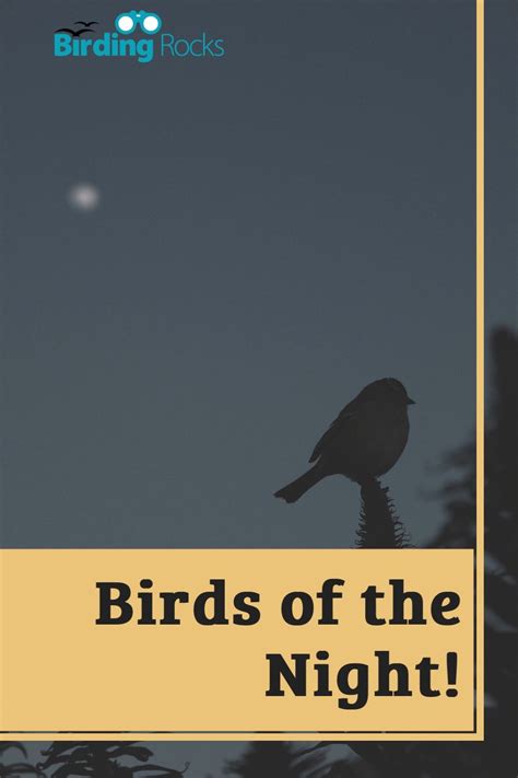 Birds of the Night! | Nocturnal birds, Nature journal, Field guide