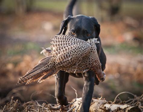 Gun Dog Retrieve Black Labrador | Stunning Labrador doing wh… | Flickr